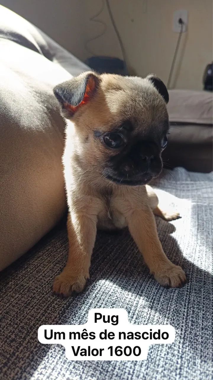 Cachorra 