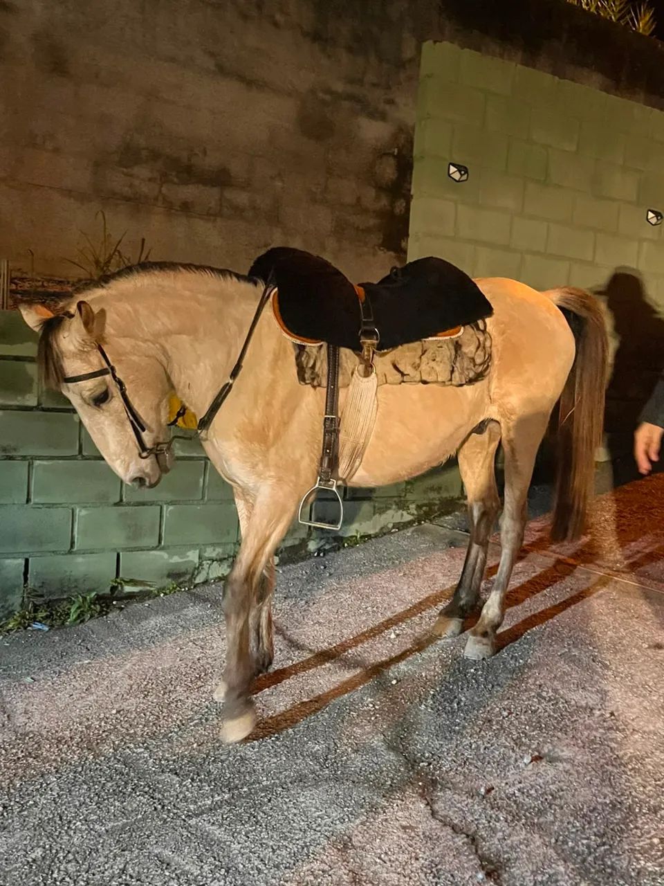 Cavalo baio - Foto 3
