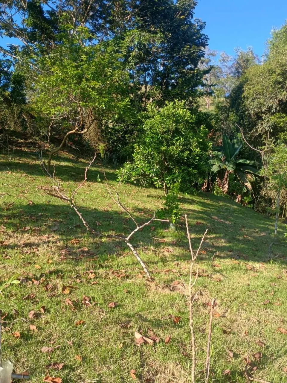 Vendo um sítio - Foto 5