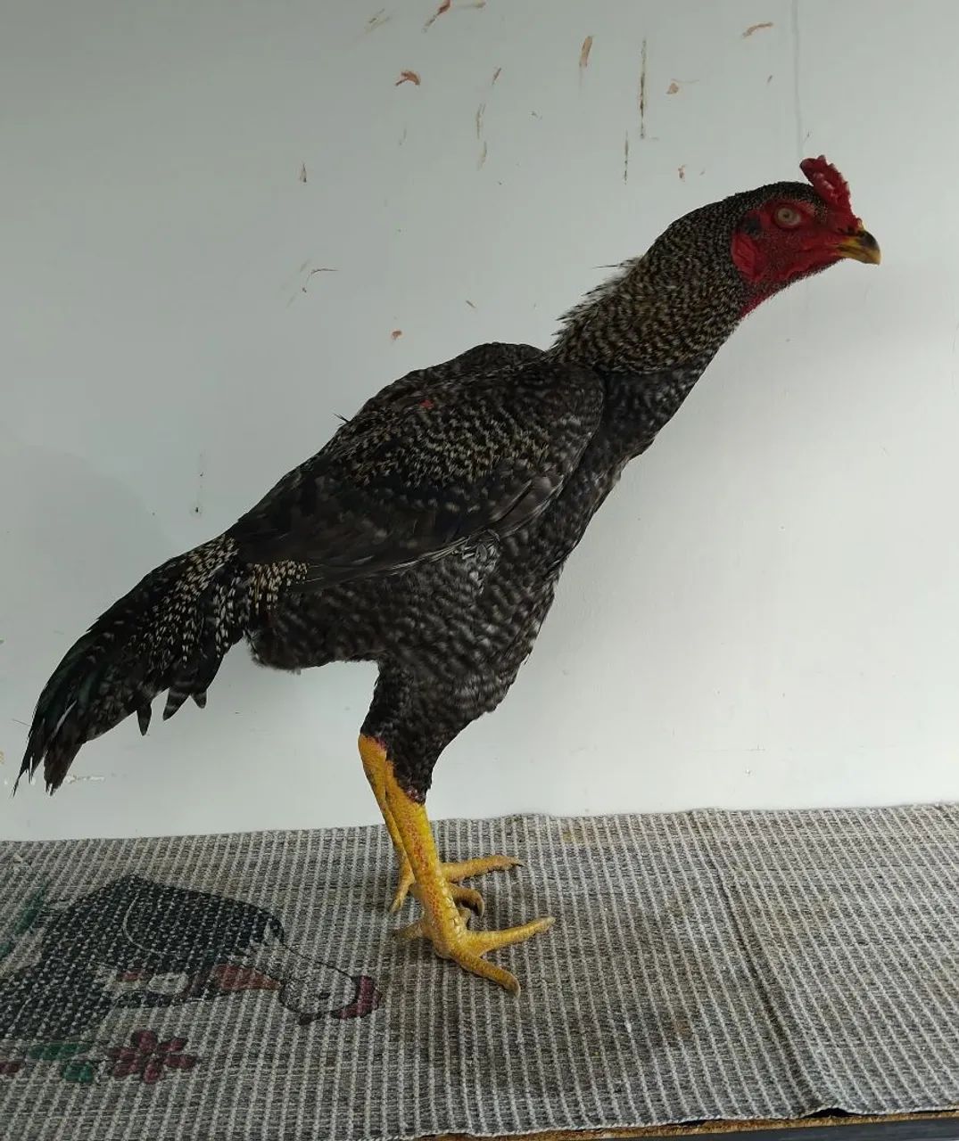 FRANGO MURA EXÓTICOS DE QUALIDADE!! - Foto 2