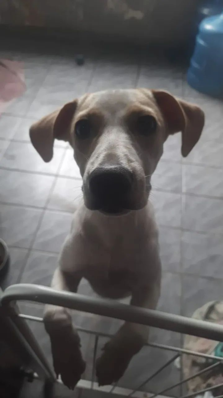 Adoção responsável  - Foto 2