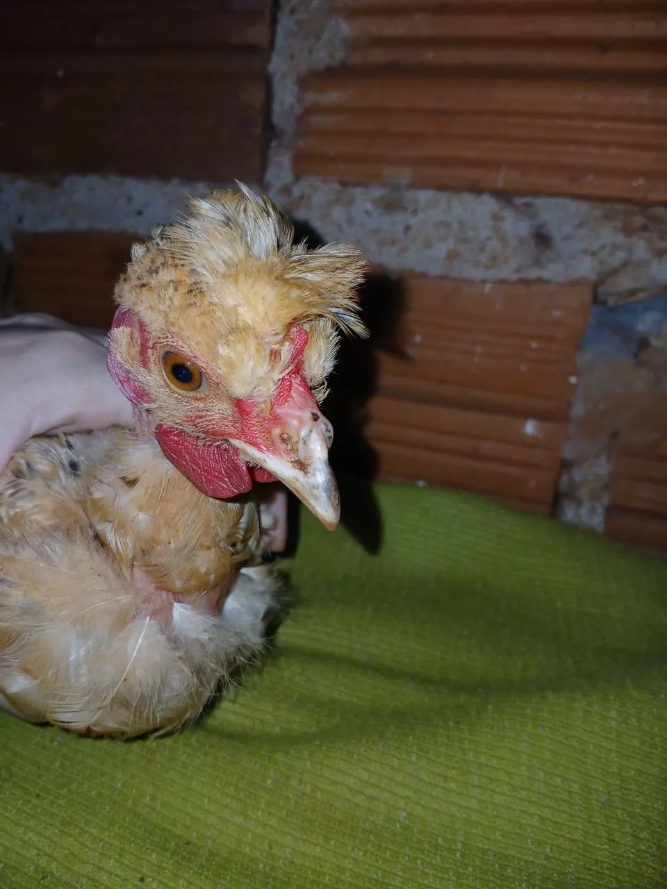 Franguinho mestiço  - Foto 4