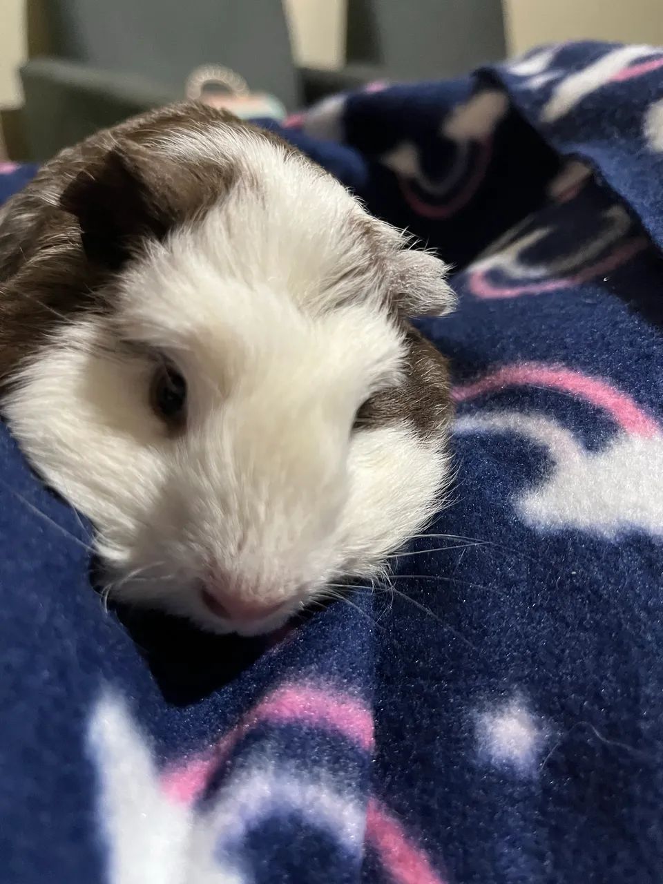 Porquinho da índia  ler descrição 65203908188801121