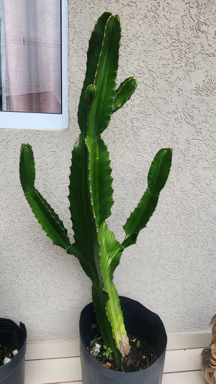 CACTOS E SUCULENTAS  - Foto 4