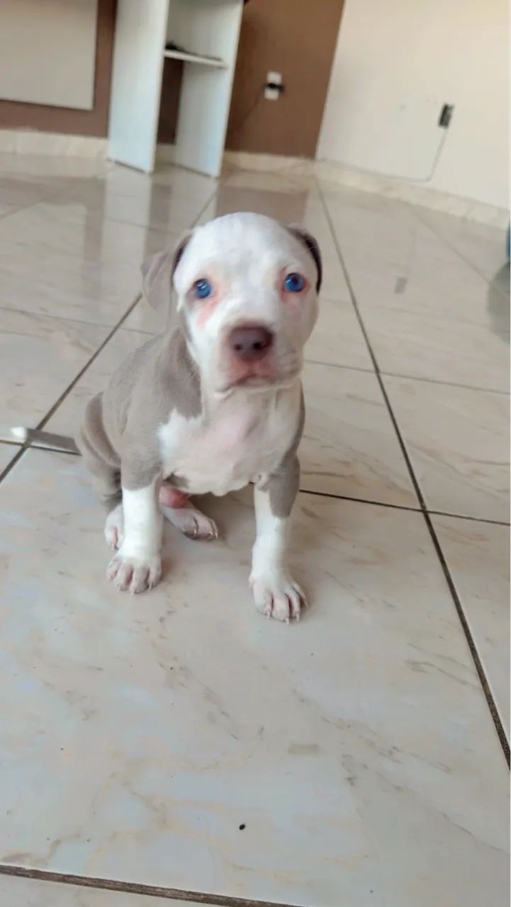 PITMONSTER MACHO  - Foto 4