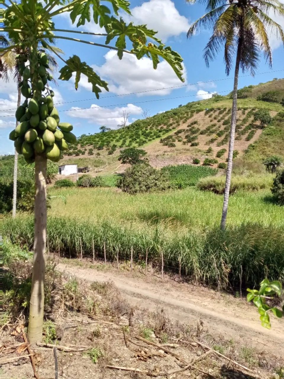 Vende-se sítio com 3 ha no município de Salgadinho- PE  Fone : 81 9  * - Foto 2