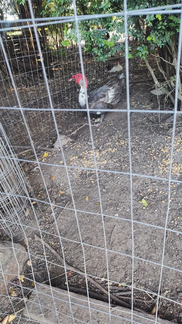 Pato