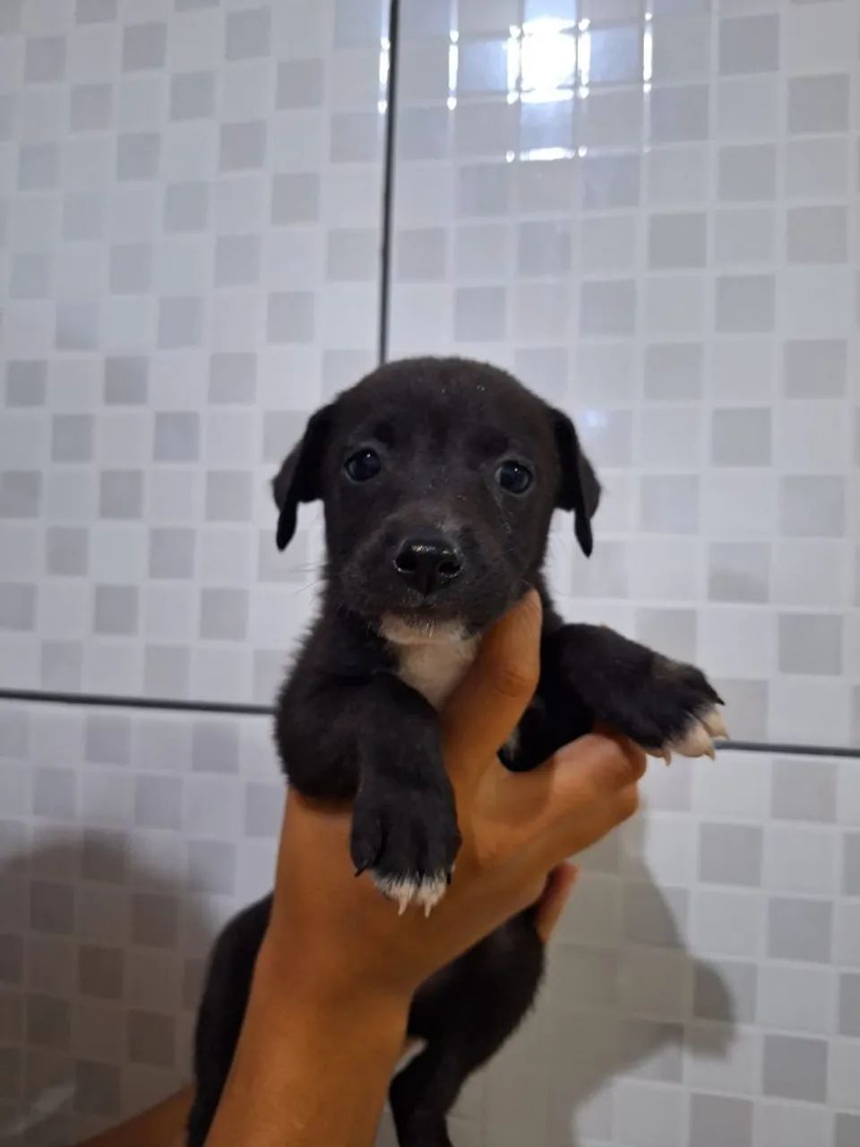 Cachorrinha  - Foto 2