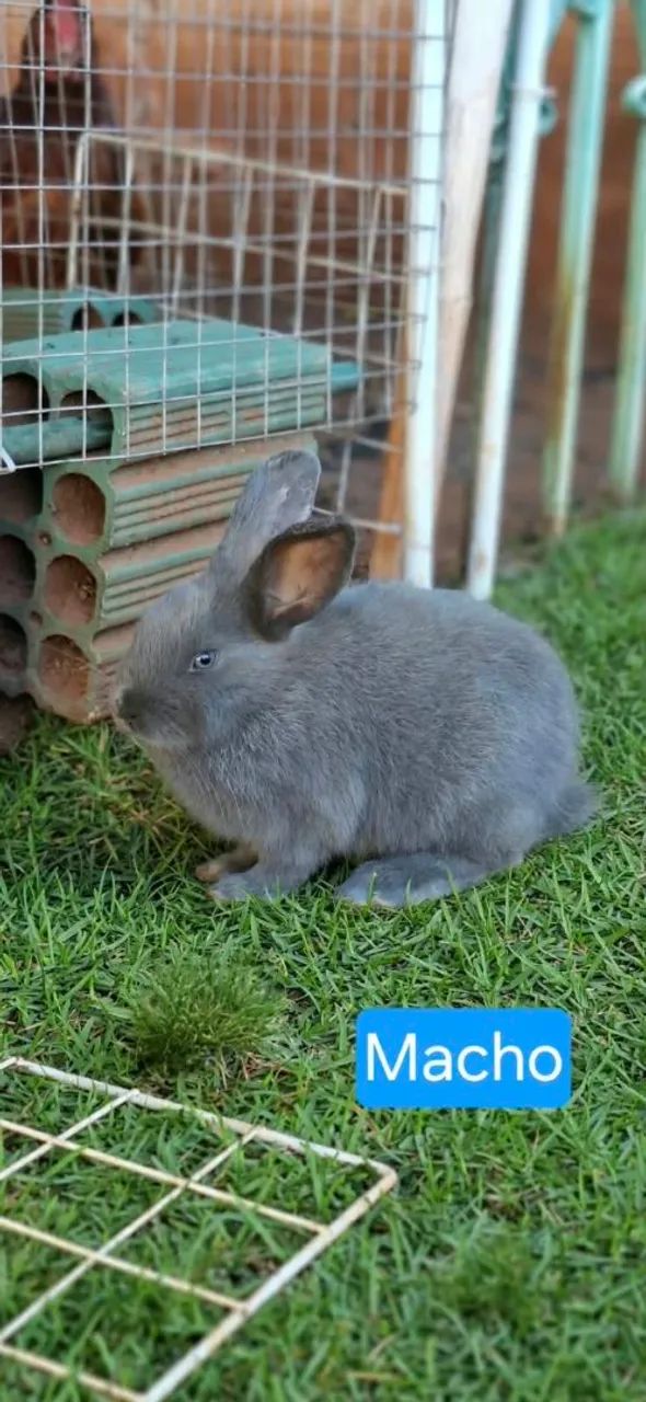 Coelhos - Foto 4