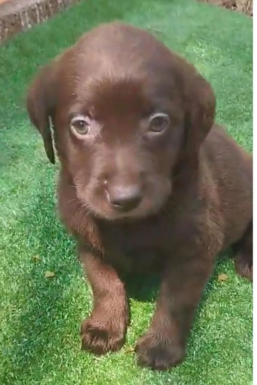 Labrador lindos disponíveis 