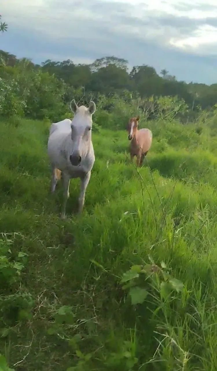 Égua parida de fêmea 