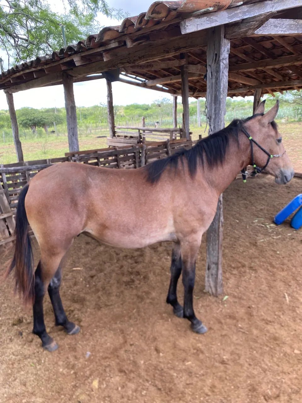 Potro MM registrado filho de campeão nacional  - Foto 2