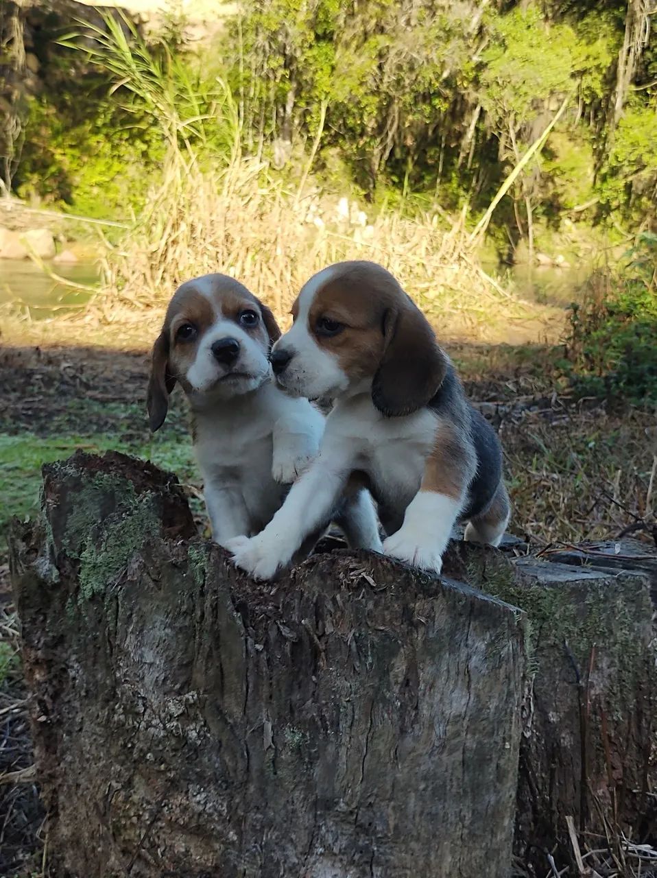 Filhotes de Beagle - Foto 3