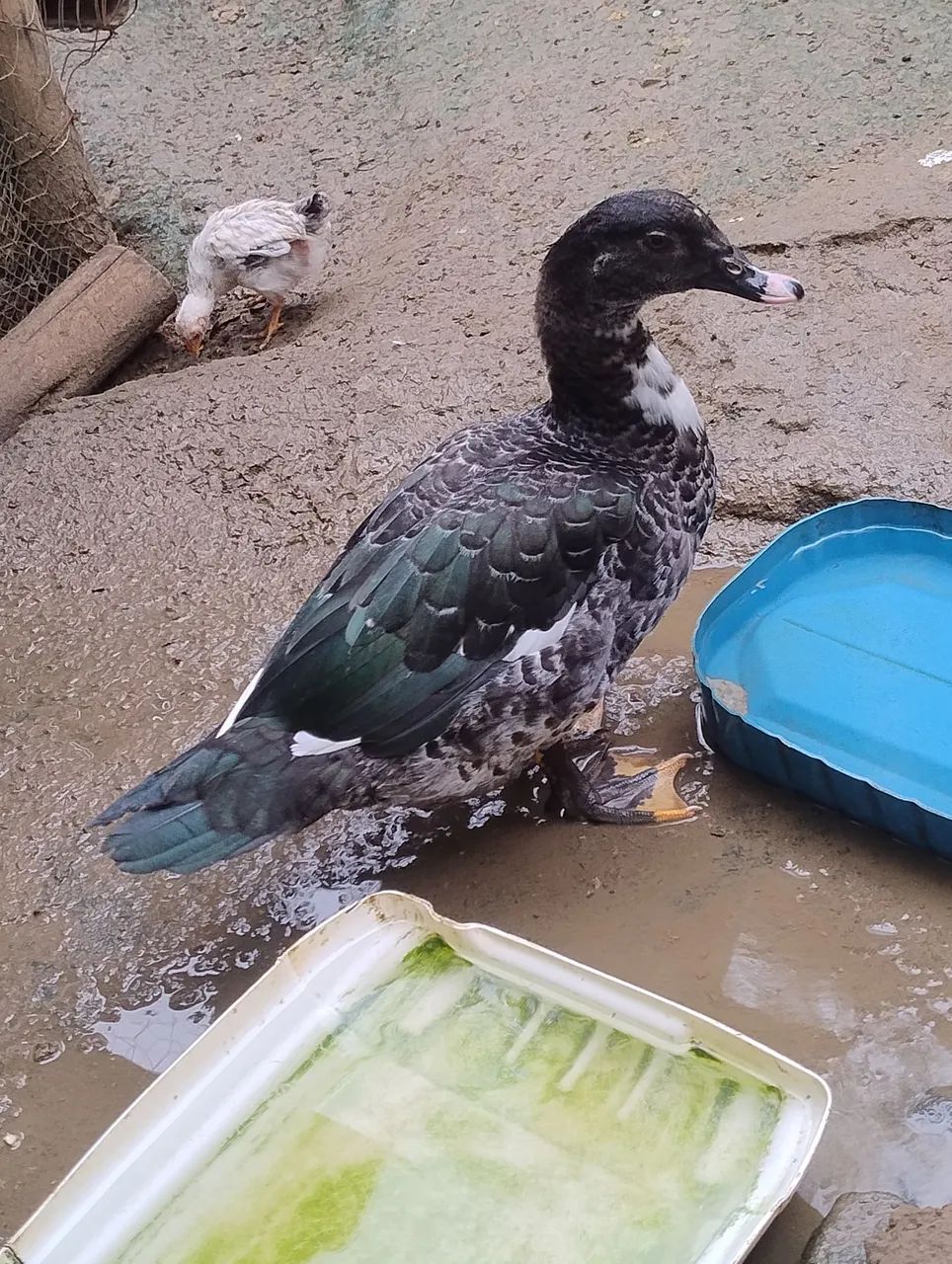 PATOS JOVENS E SAUDÁVEIS  - Foto 3