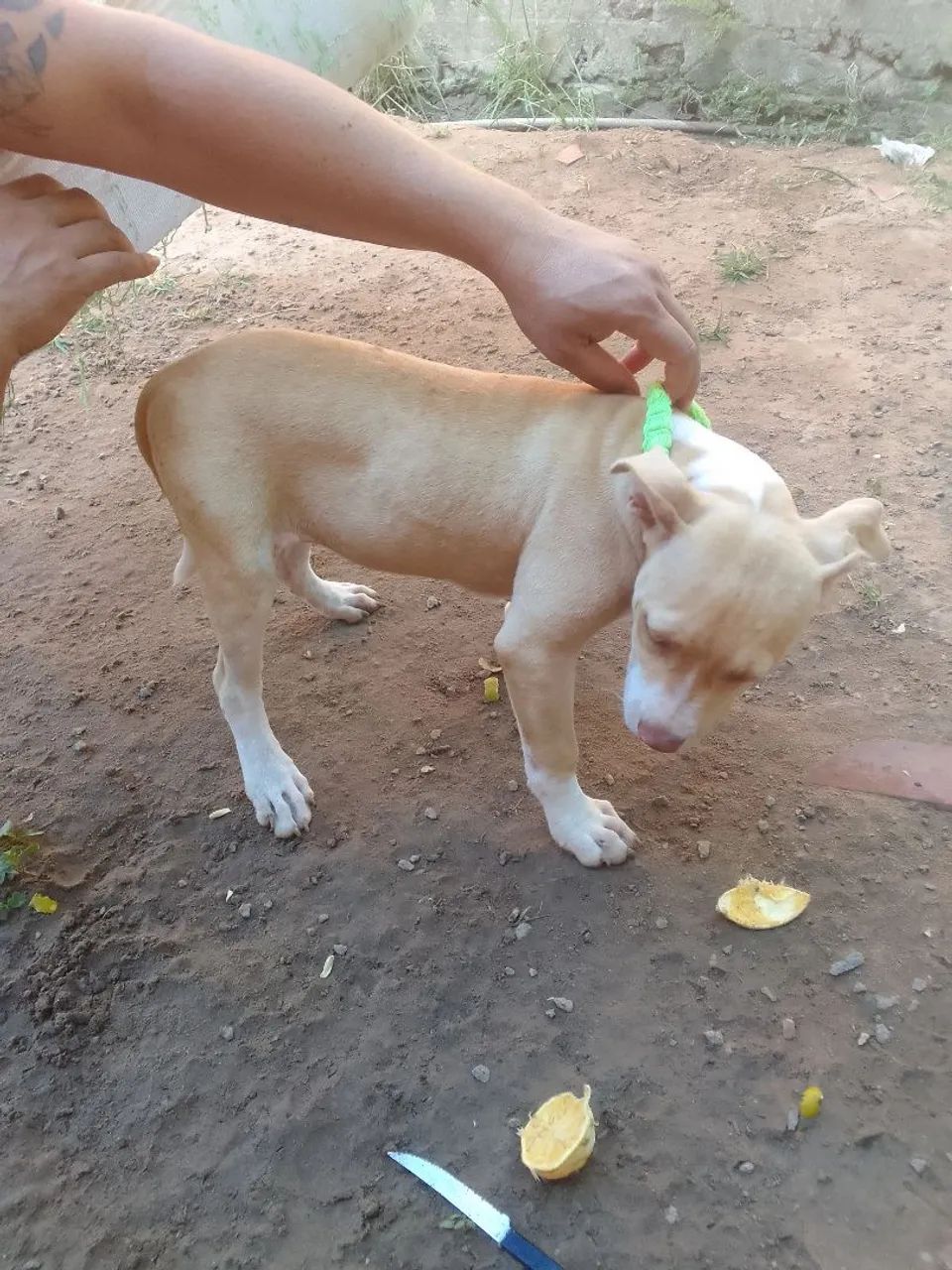 Vendo cachorra pitbull 