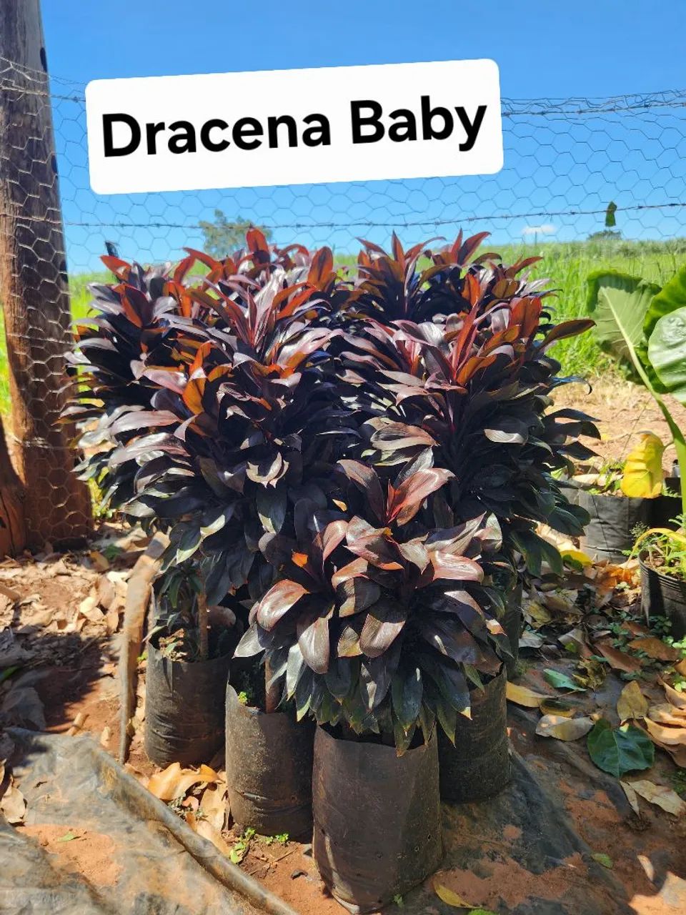 Mudas de plantas ornamentais  - Foto 3