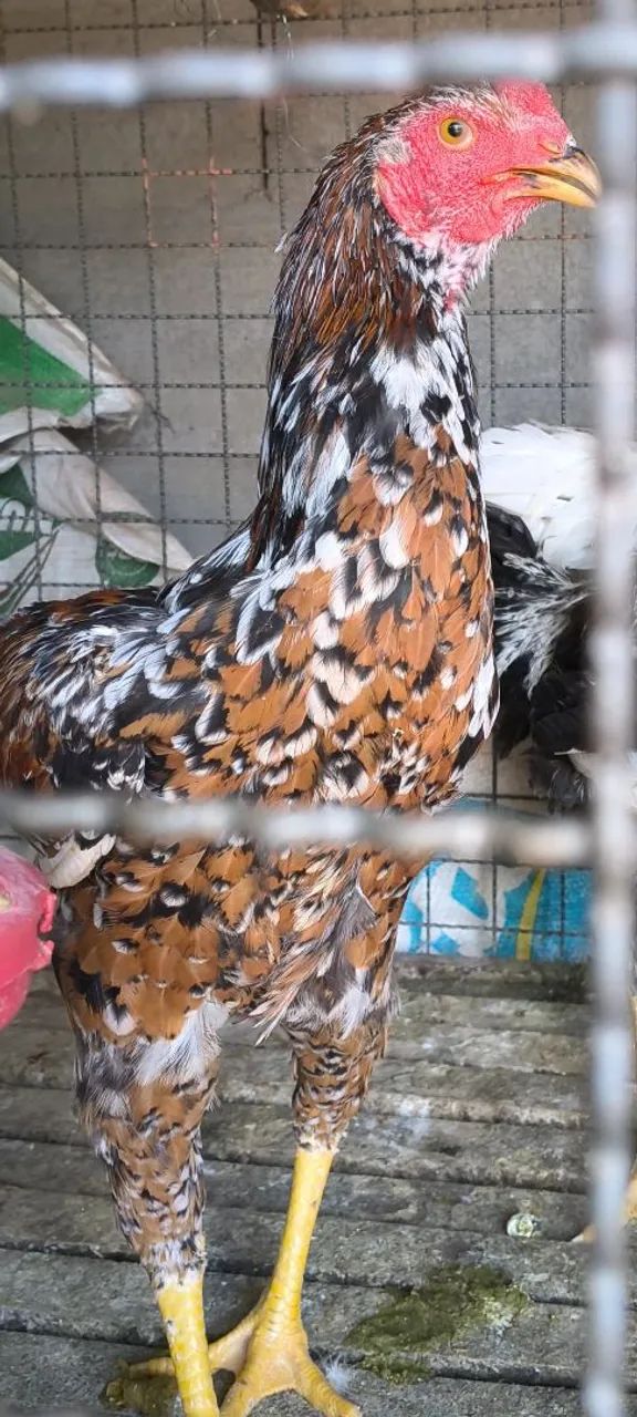 Frango Índio Gigante Mil Flores  - Foto 3