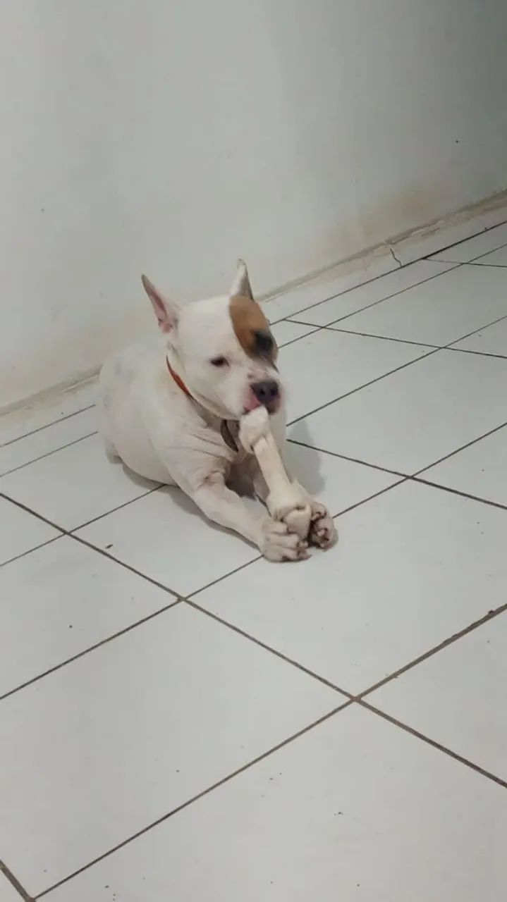 DOA SE PITBULL, DESPENSO CURIOSOS!!! - Foto 3