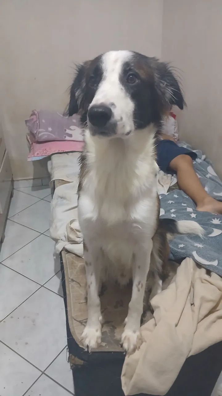 Doação de filhote - Foto 3