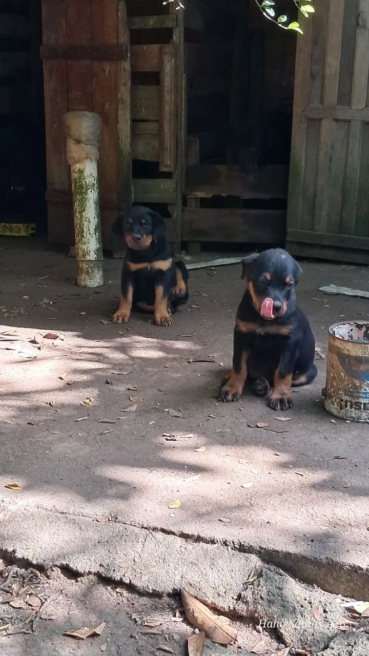 Filhote de Rottweiler 