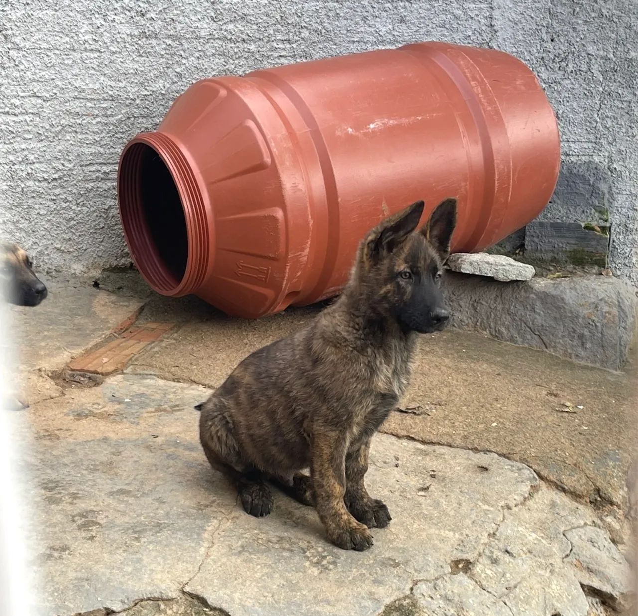 Pastor-belga -malinois - Foto 2