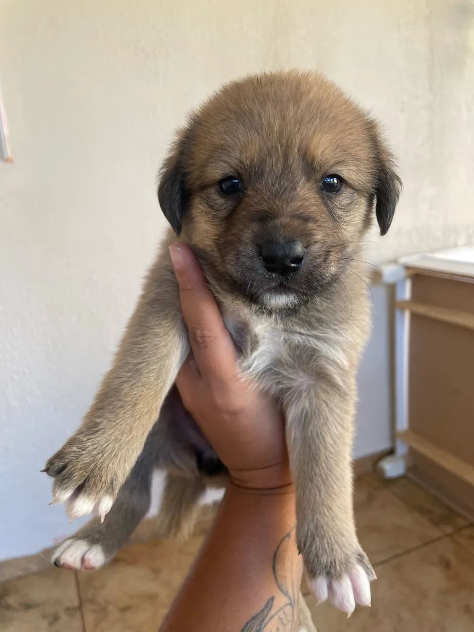 Doação de cachorro - Foto 2