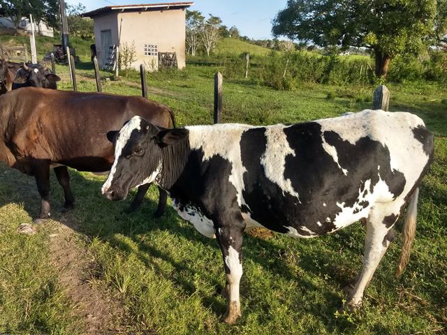 Vendo novilhas e vacas de leite