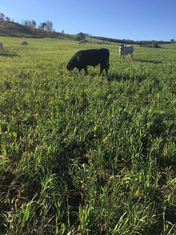 Fazenda de 63.4 Alqueires. 40 Alq mec .20 Alq de Pasto .Nova Laranjeiras - PR - Foto 4