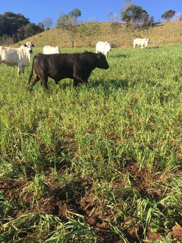 Fazenda de 63.4 Alqueires. 40 Alq mec .20 Alq de Pasto .Nova Laranjeiras - PR - Foto 9