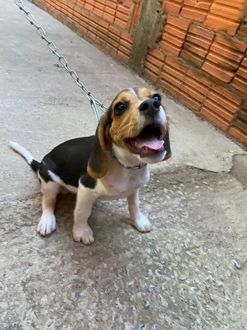 Beagle tricolor - 3 meses - Foto 4