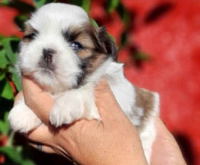 Shih Tzu - várias colorações 