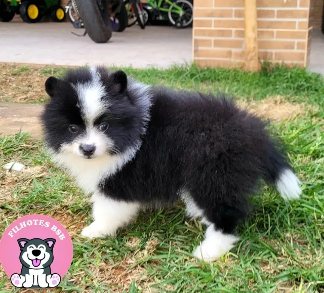 Spitz alemão Macho Pedigree CBKC 10x sem juros - envio gratis* 