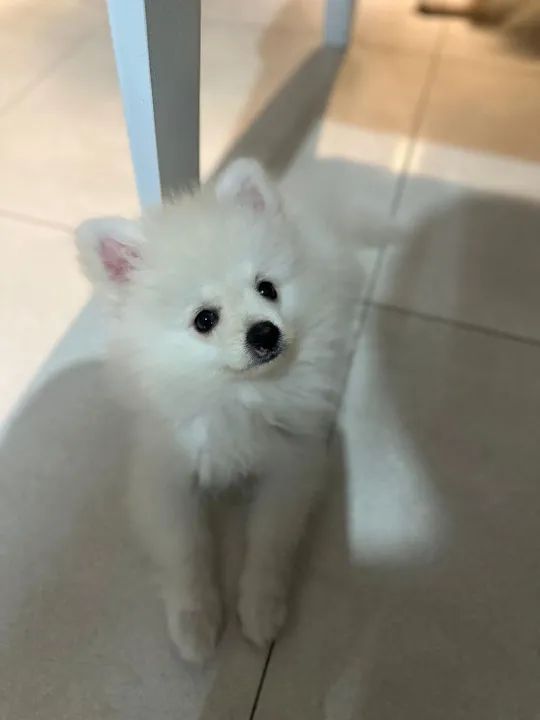 Filhote de Spitz Alemão