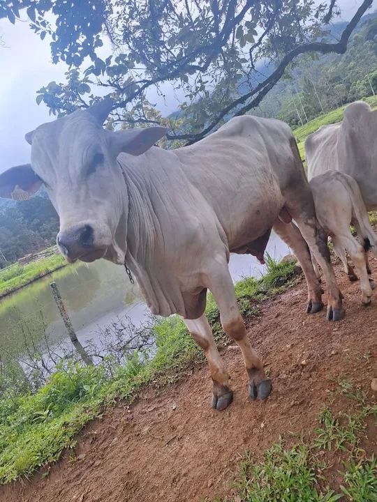 Touro nelore - Foto 2