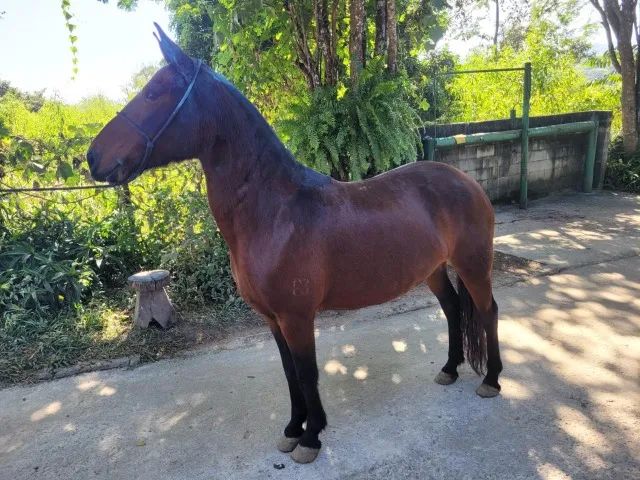 Égua Mangalarga Marchador - Castanha - Baixei para vender