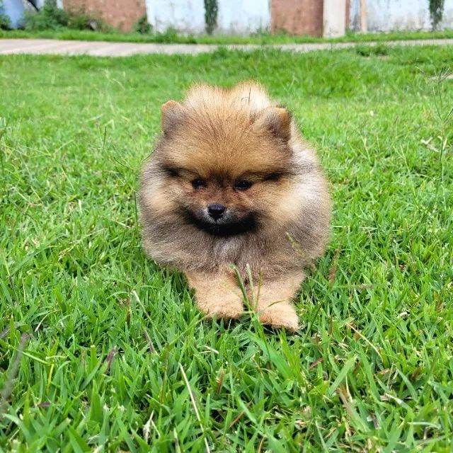 Spitz Alemão Anão macho - Pedigree CBKC - 12x sem juros envio gratis - Foto 5