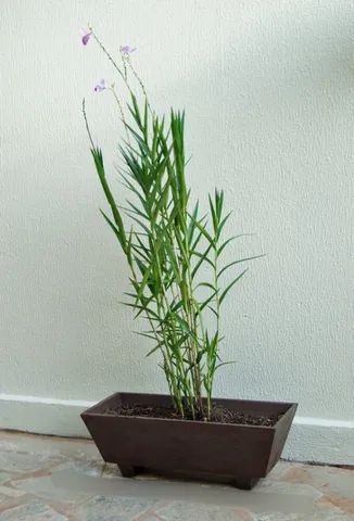 Floreira em concreto - Foto 6