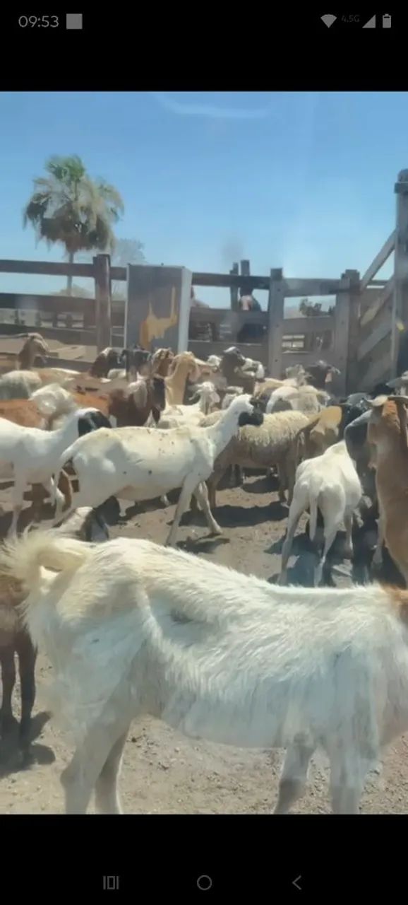 Vendo lote de carneiros e cabras tem uns 80 tudo 