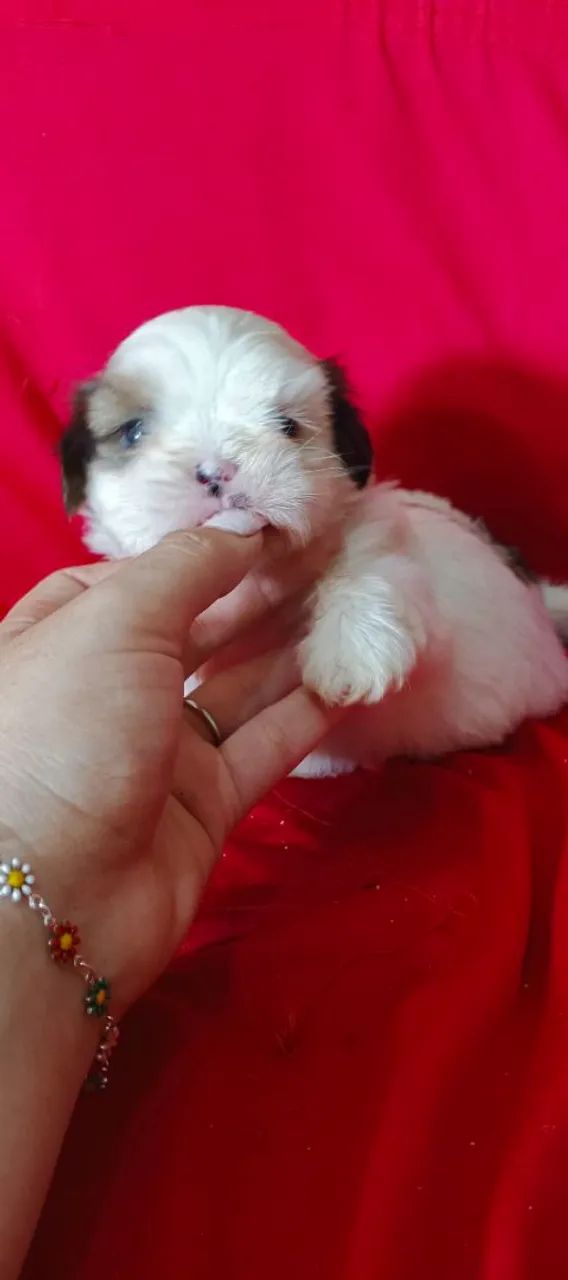 Shitzu macho - Foto 2