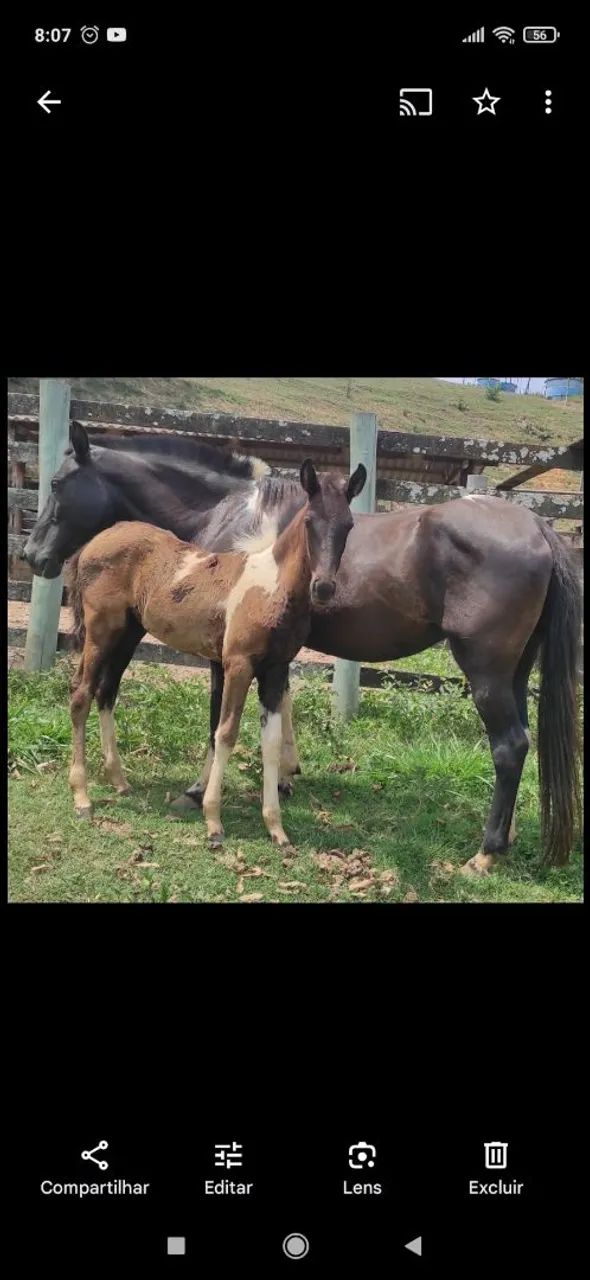 Égua Mangalarga marchador Registrada - Foto 5