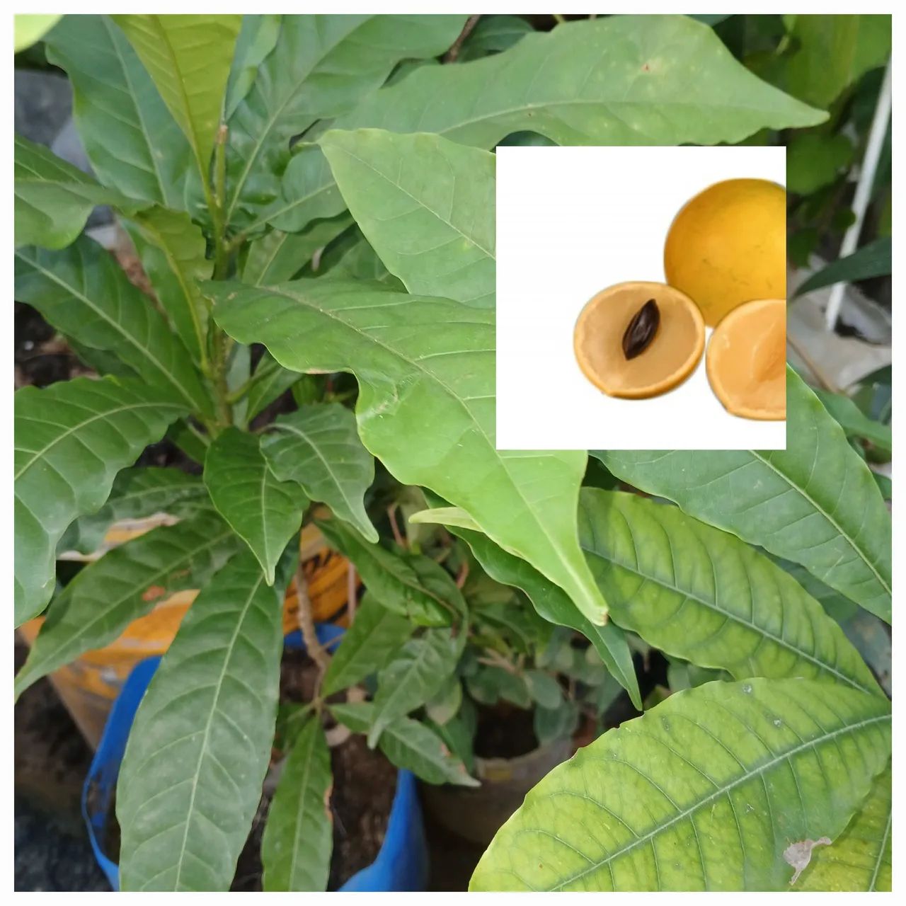 Muda de Frutífera Abiu 