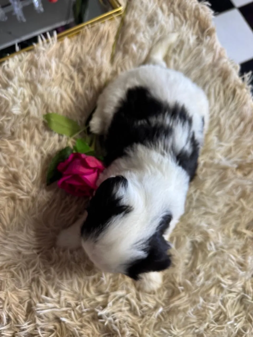 Shihtzu fêmea
