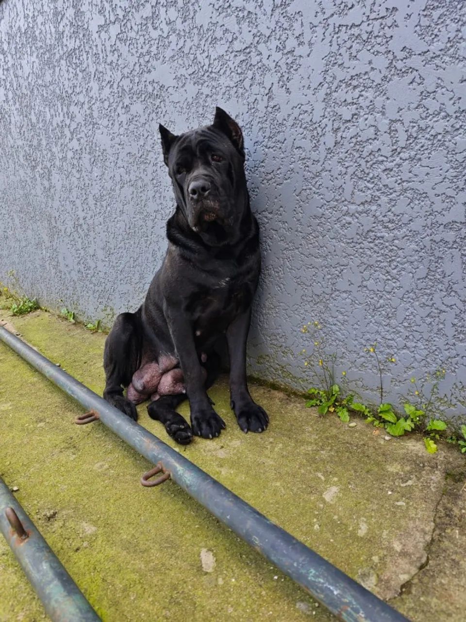 Filhotes de Cane Corso Cachorros Santana, Porto Alegre