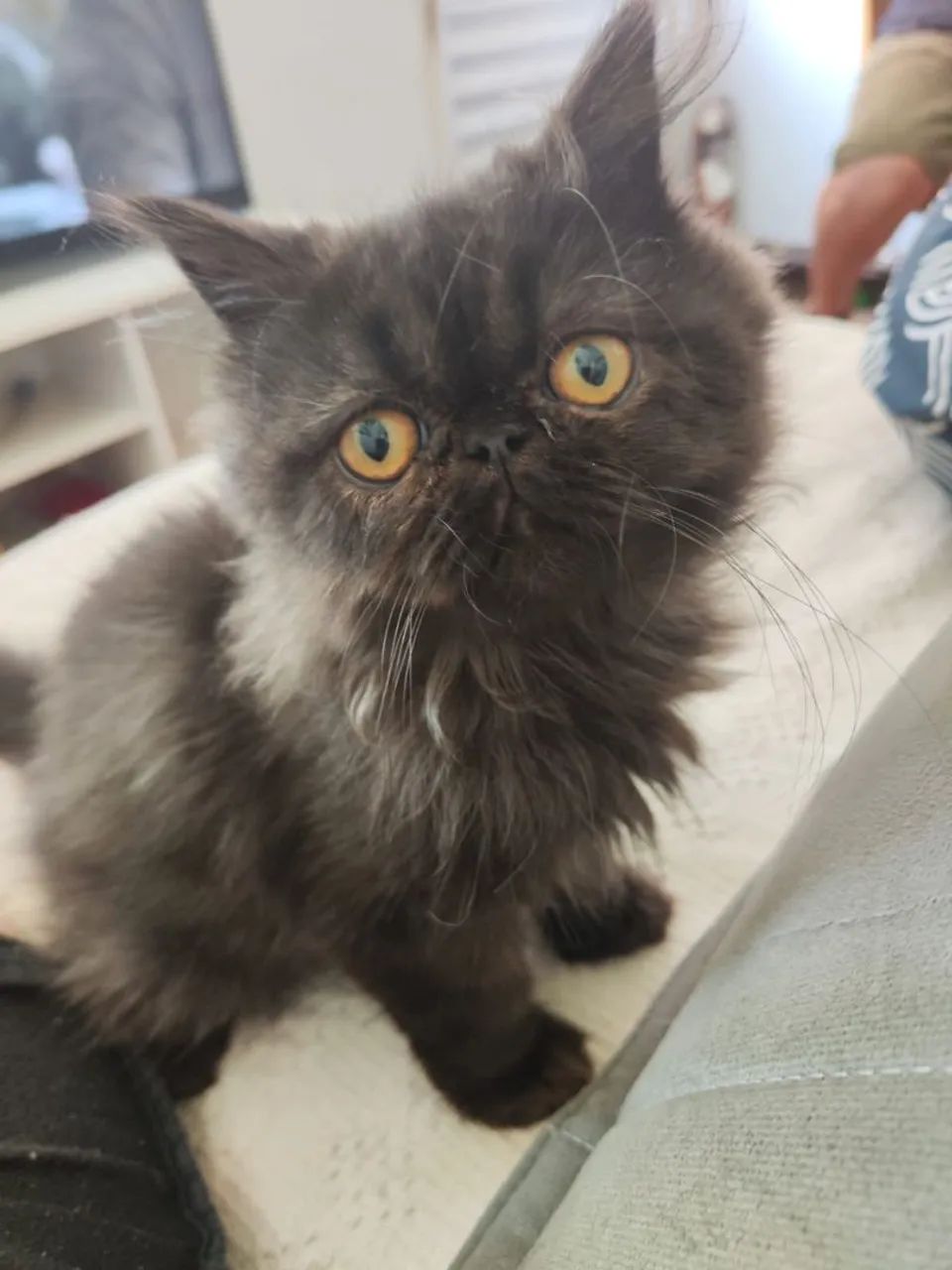 Filhote Gatos Persa  - Foto 3