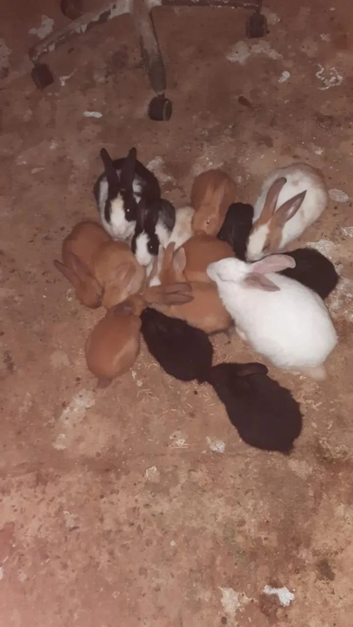 Coelhinhos fofos para venda 