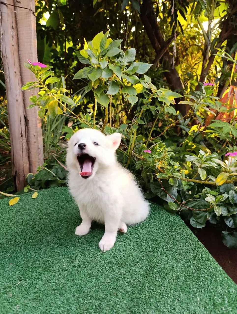 Pomsky  - Foto 2