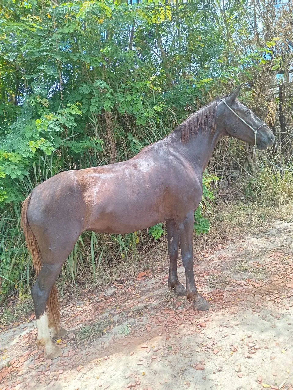 Vendo e troco potra manga larga natural de marcha picada
