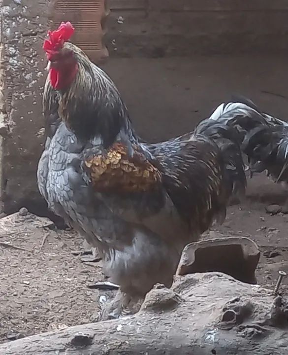 CASAL DE GALINHA BHAMA ADULTO - Foto 4