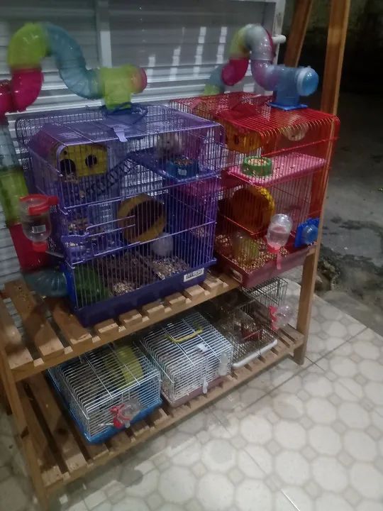 Gaiolas e hamsters - 50 