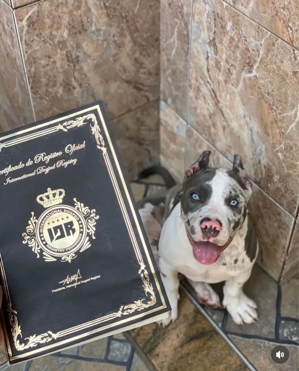 American bully c/ Pedigre  - Foto 2